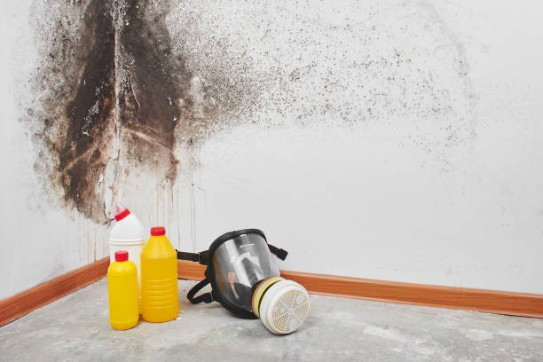 Best Mold Testing and Inspection Services in Wmette, IL
