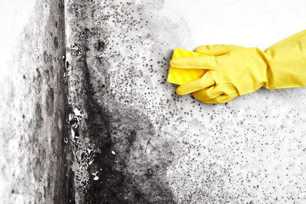 Best Black Mold Remediation in Wmette, IL