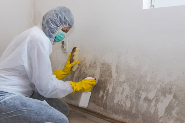 Professional Mold Remediation in Wilmette, IL
