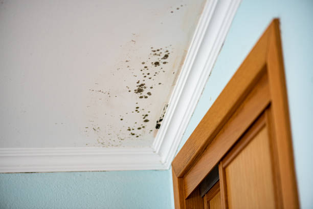 Best Post-Flood Mold Remediation in Wmette, IL