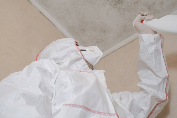 Best Black Mold Remediation in Wmette, IL
