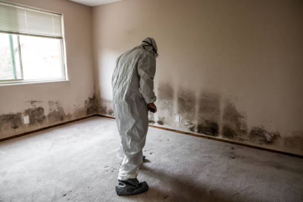 Best Crawl Space Mold Remediation in Wmette, IL
