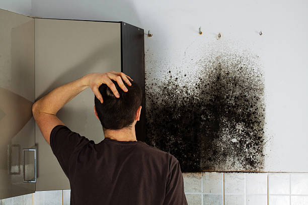 Best Residential Mold Remediation in Wmette, IL