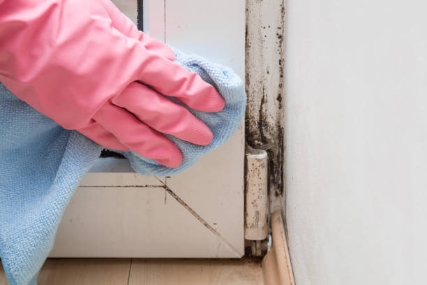 Best Residential Mold Remediation in Wmette, IL
