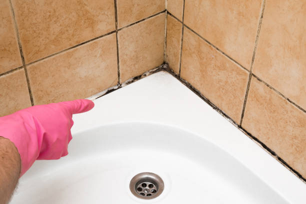 Best Insurance-Related Mold Remediation in Wmette, IL